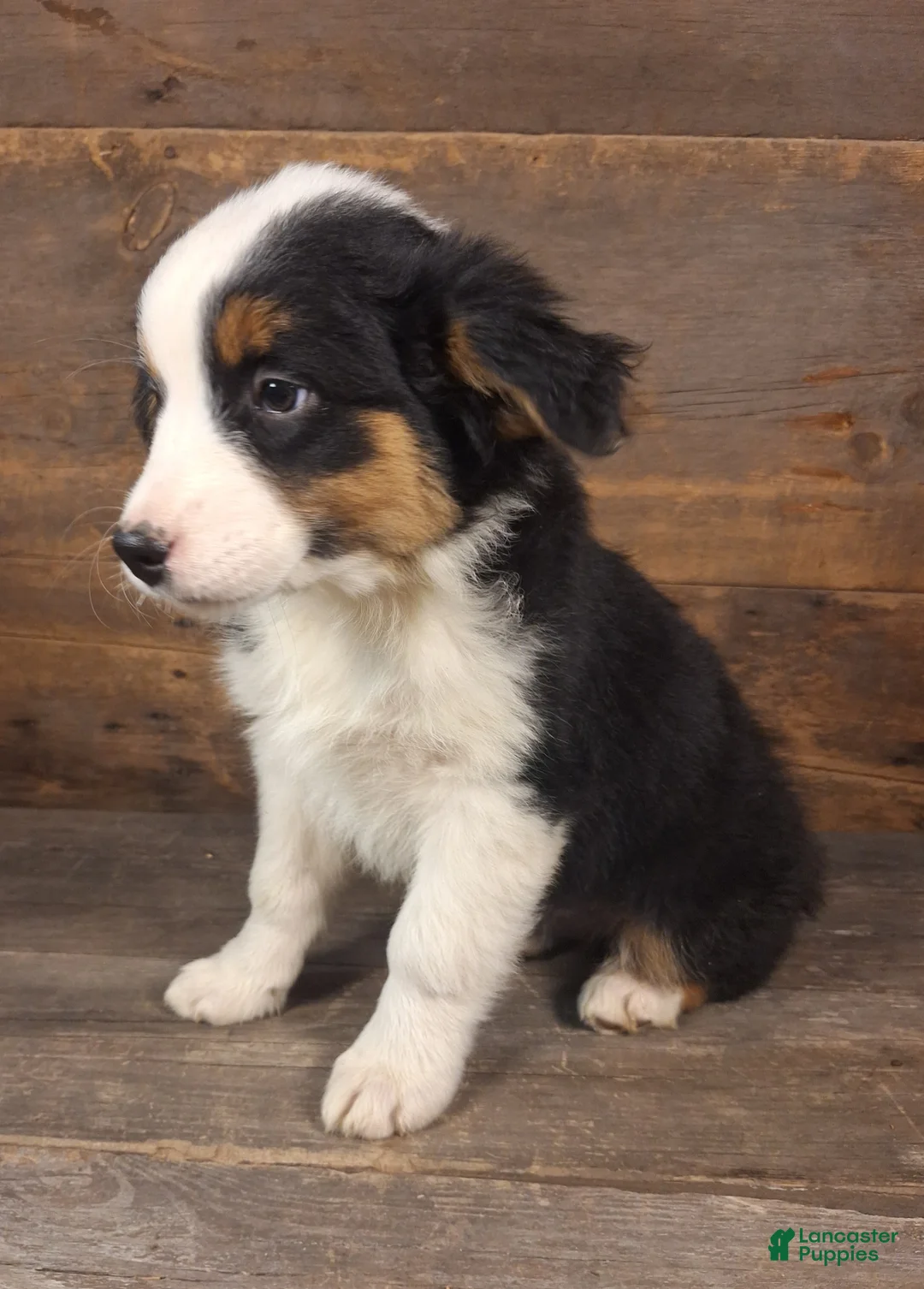 Australian Shepherd dogs for sale: Daniel - Ad 2