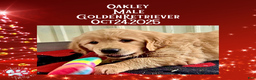 Golden Retriever dogs for sale: Oakley Golden Retriever, Male - Ad 2