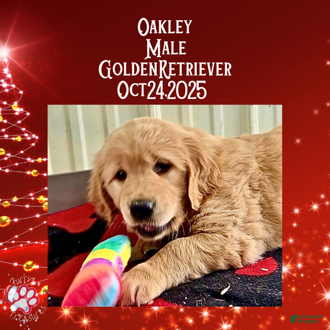 Golden Retriever dogs for sale: Oakley Golden Retriever, Male - Ad 2