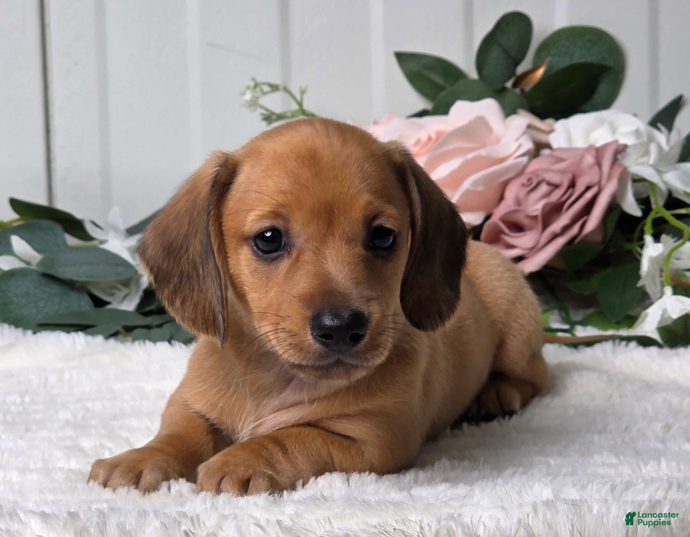 Miniature Dachshund dogs for sale: Molly  - Ad 3