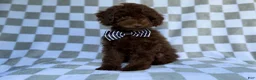 Cavapoo dogs for sale: Captain - Ad 4