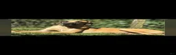 Great Dane dogs for sale: Great Dane 6 - Ad 3