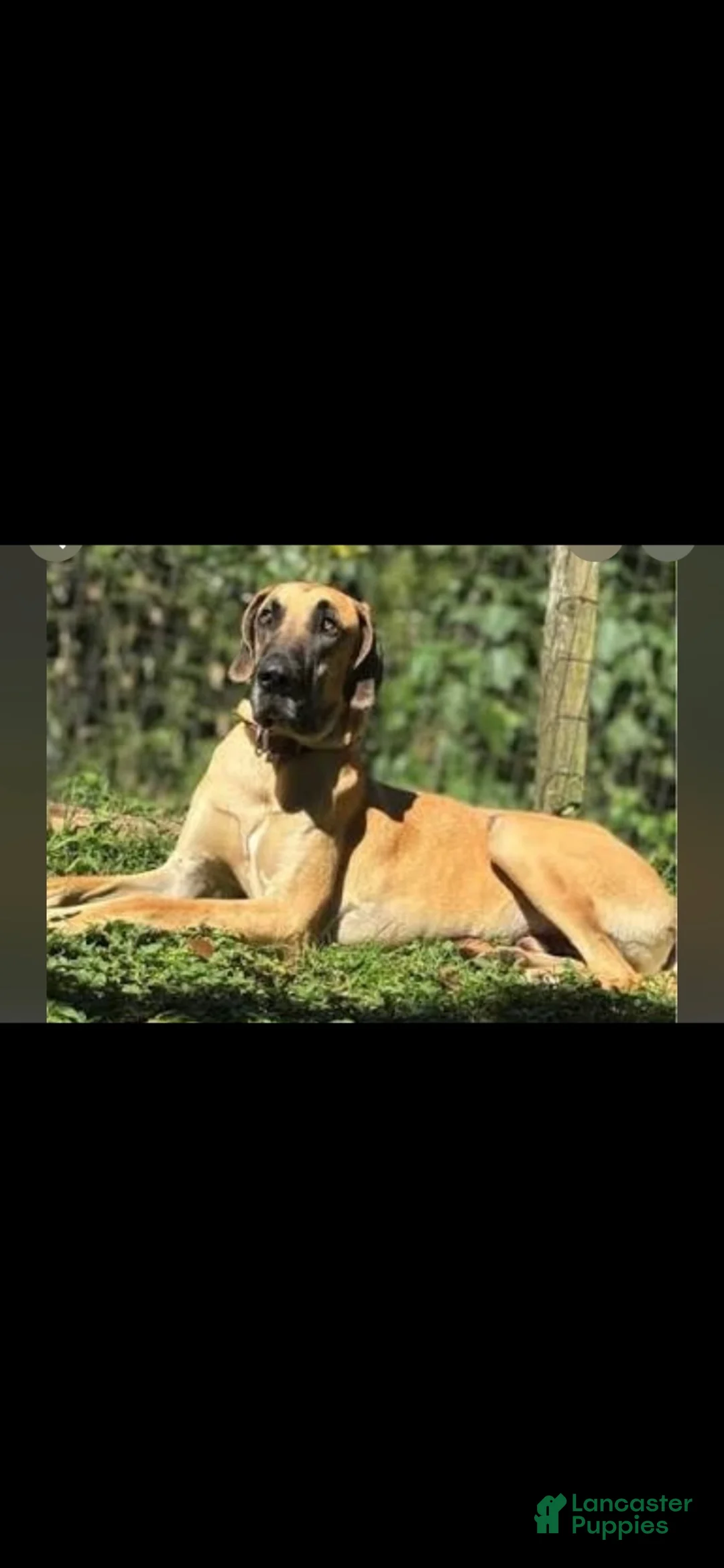 Great Dane dogs for sale: Great Dane 9 - Ad 2