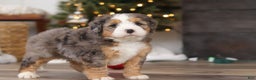 Mini Bernedoodle dogs for sale: Ollie - Ad 6