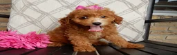 Cavapoo dogs for sale: Bubbles - Ad 5