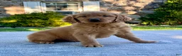Golden Retriever dogs for sale: Luther - Ad 5