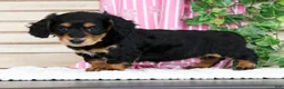 Miniature Dachshund dogs for sale: Bella - Ad 1