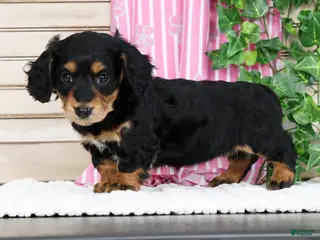 Miniature Dachshund dogs for sale: Bella - Ad 2