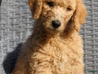 Goldendoodle dogs - Ad 32