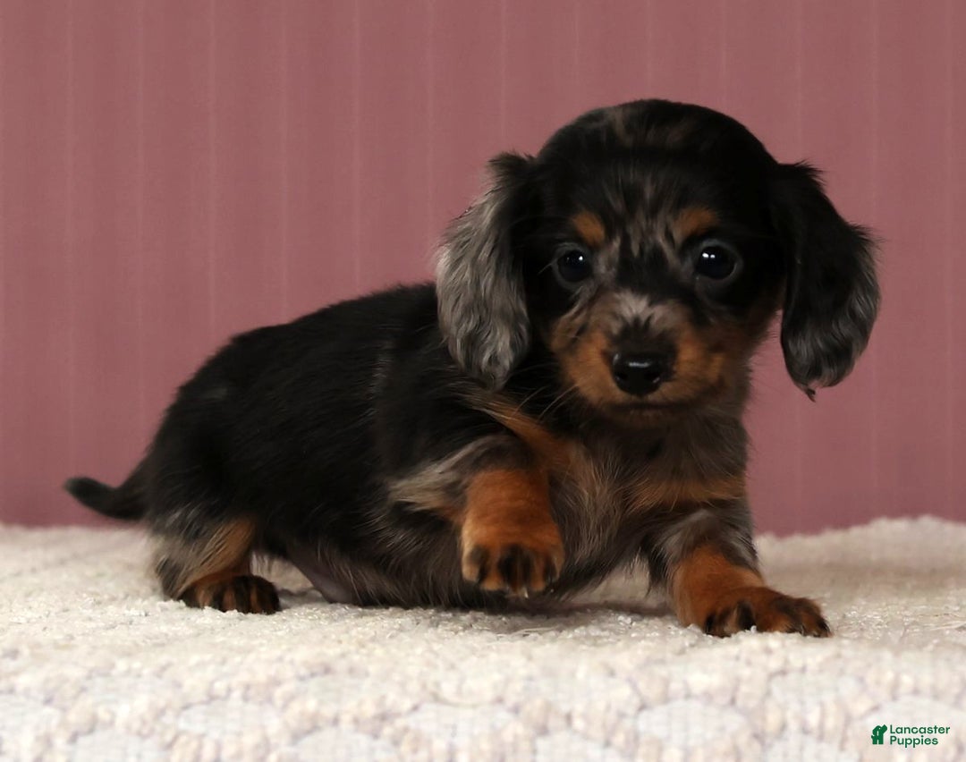 Miniature Dachshund dogs for sale: Korey - Ad 4