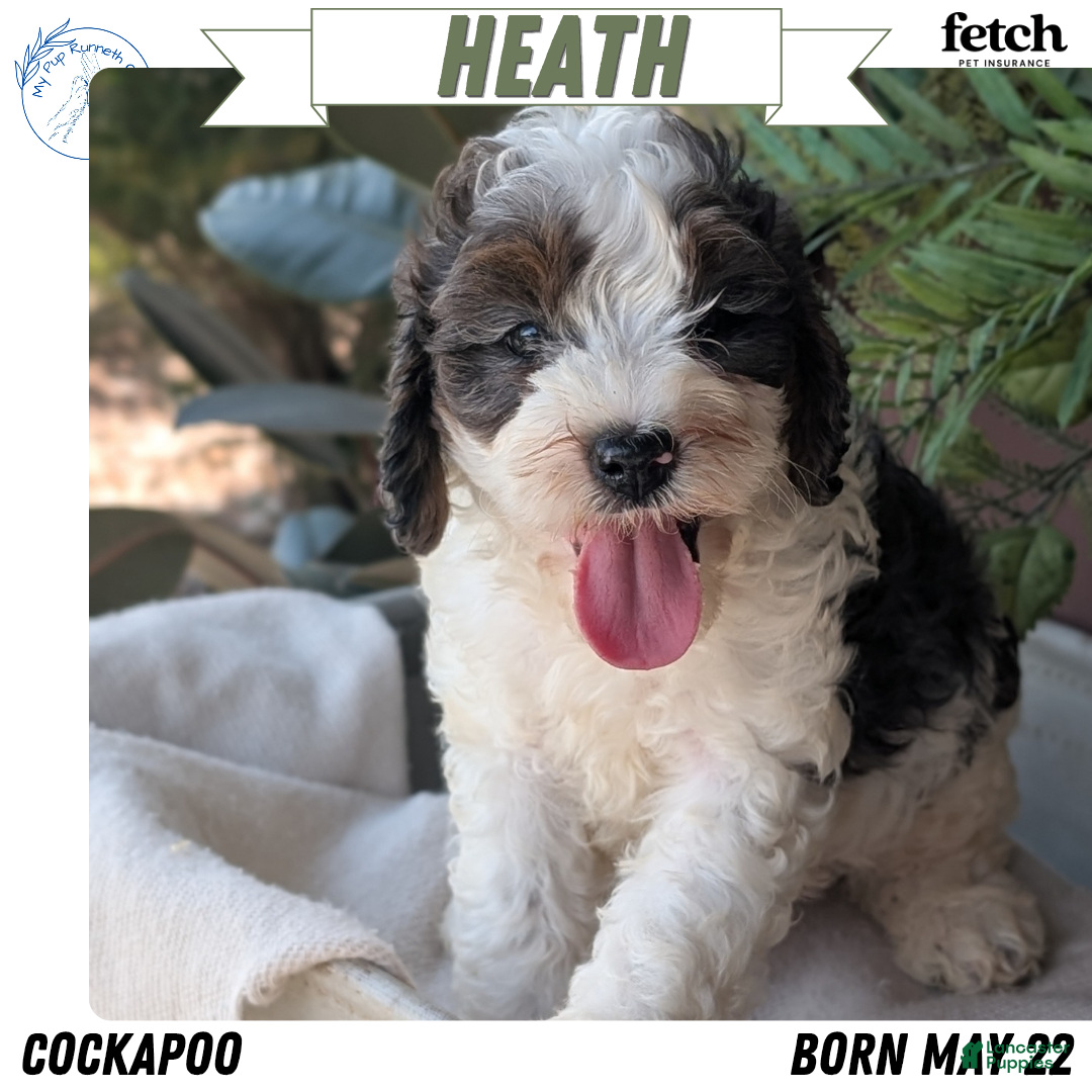 Cockapoo dogs Heath - Ad 1