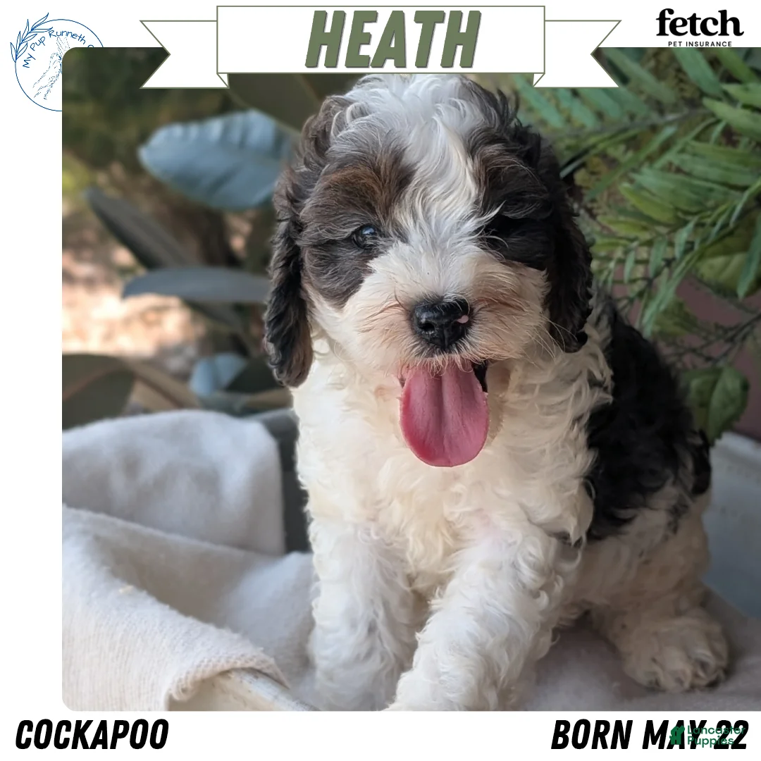 Cockapoo dogs for sale: Heath - Ad 1