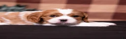 Cavalier King Charles Spaniel dogs for sale: George - Ad 4