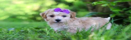 Havapoo dogs for sale: Hailey - Ad 4