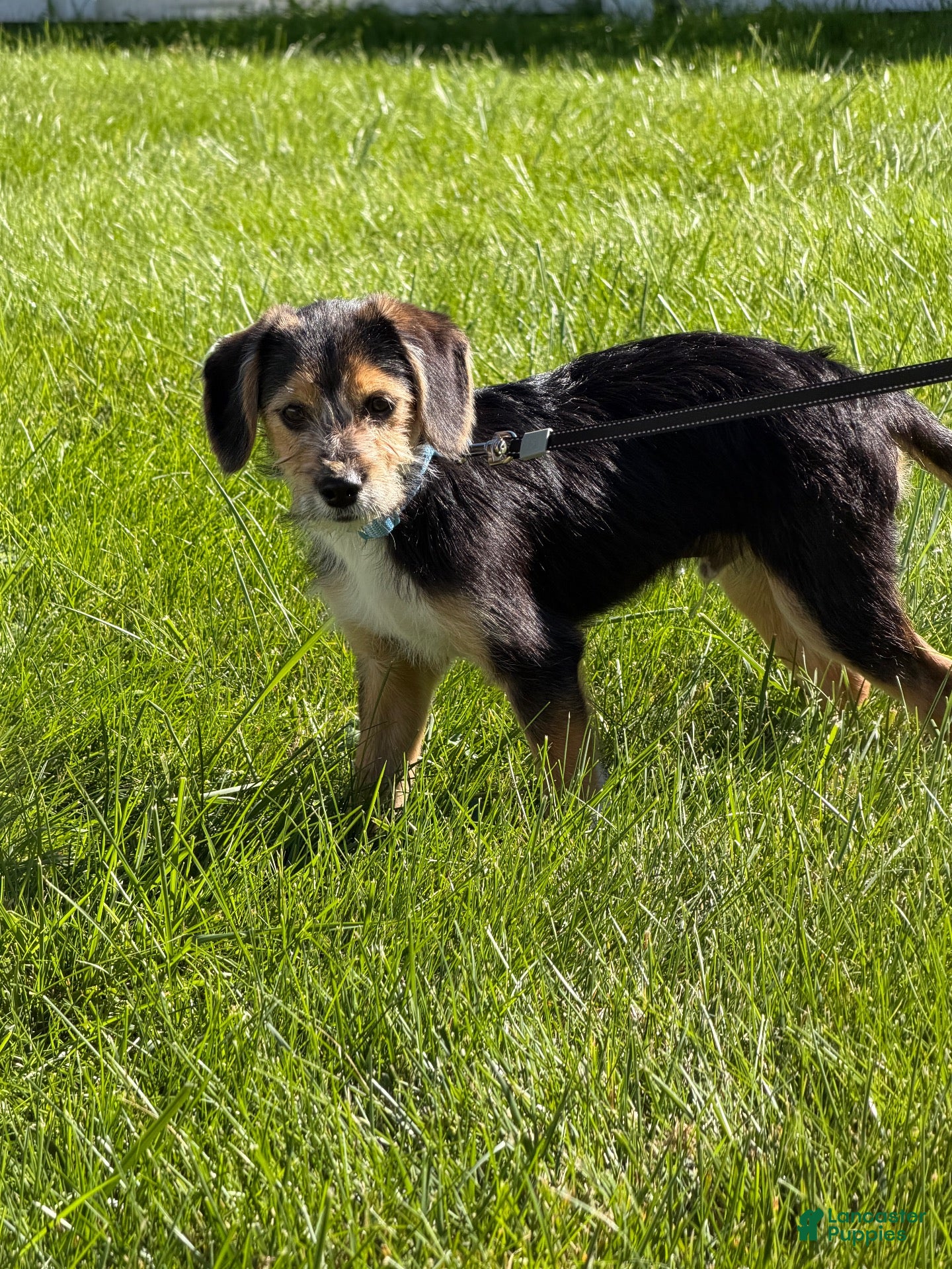 Sparky (Mixed breed, Male) in Elyria, OH
