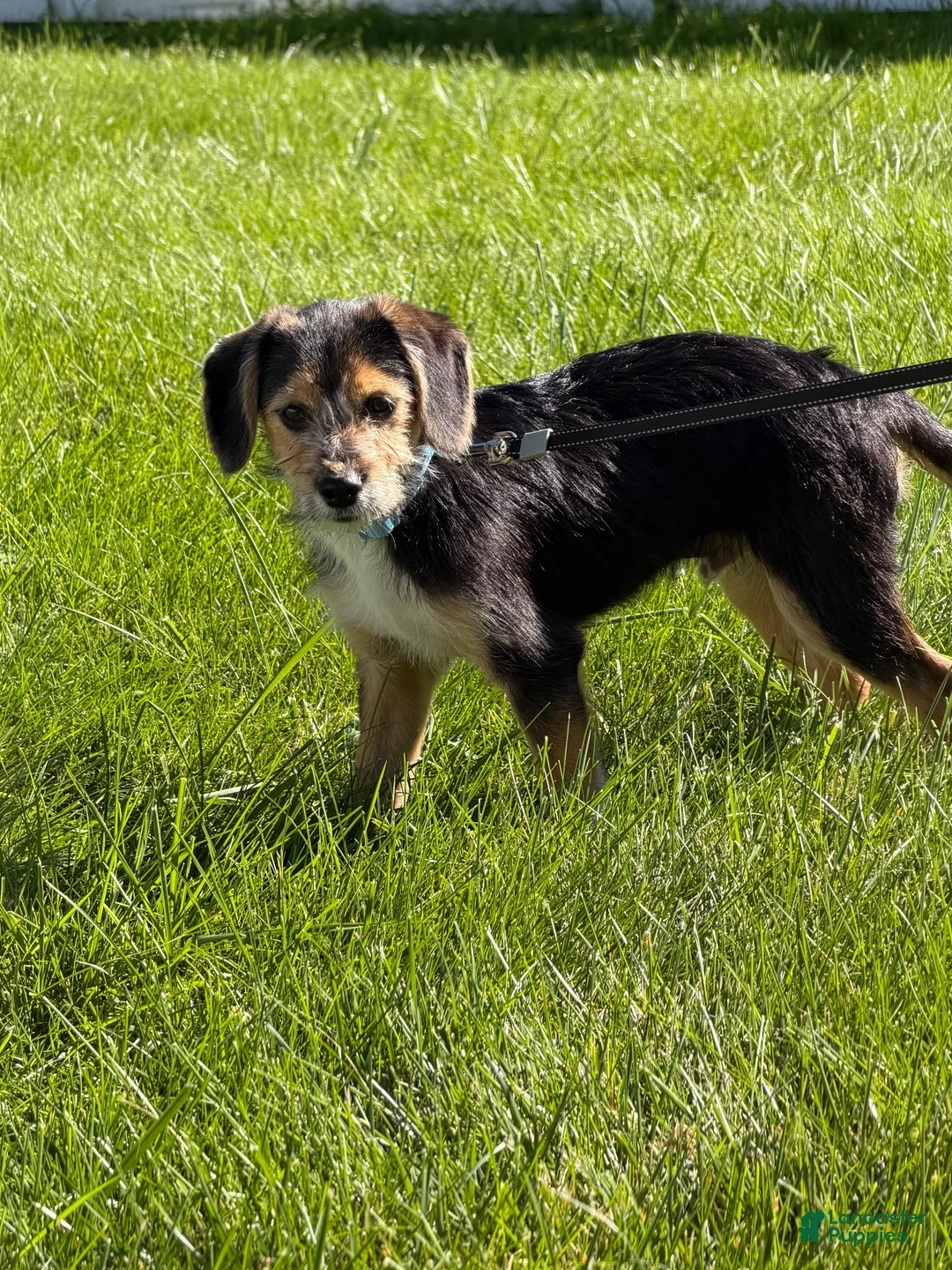 Mixed Breed dogs for sale: Sparky - Ad 1