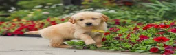 Golden Retriever dogs for sale: Benny - Ad 4