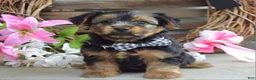 Yorkshire Terrier dogs for sale: Marshall - Ad 9