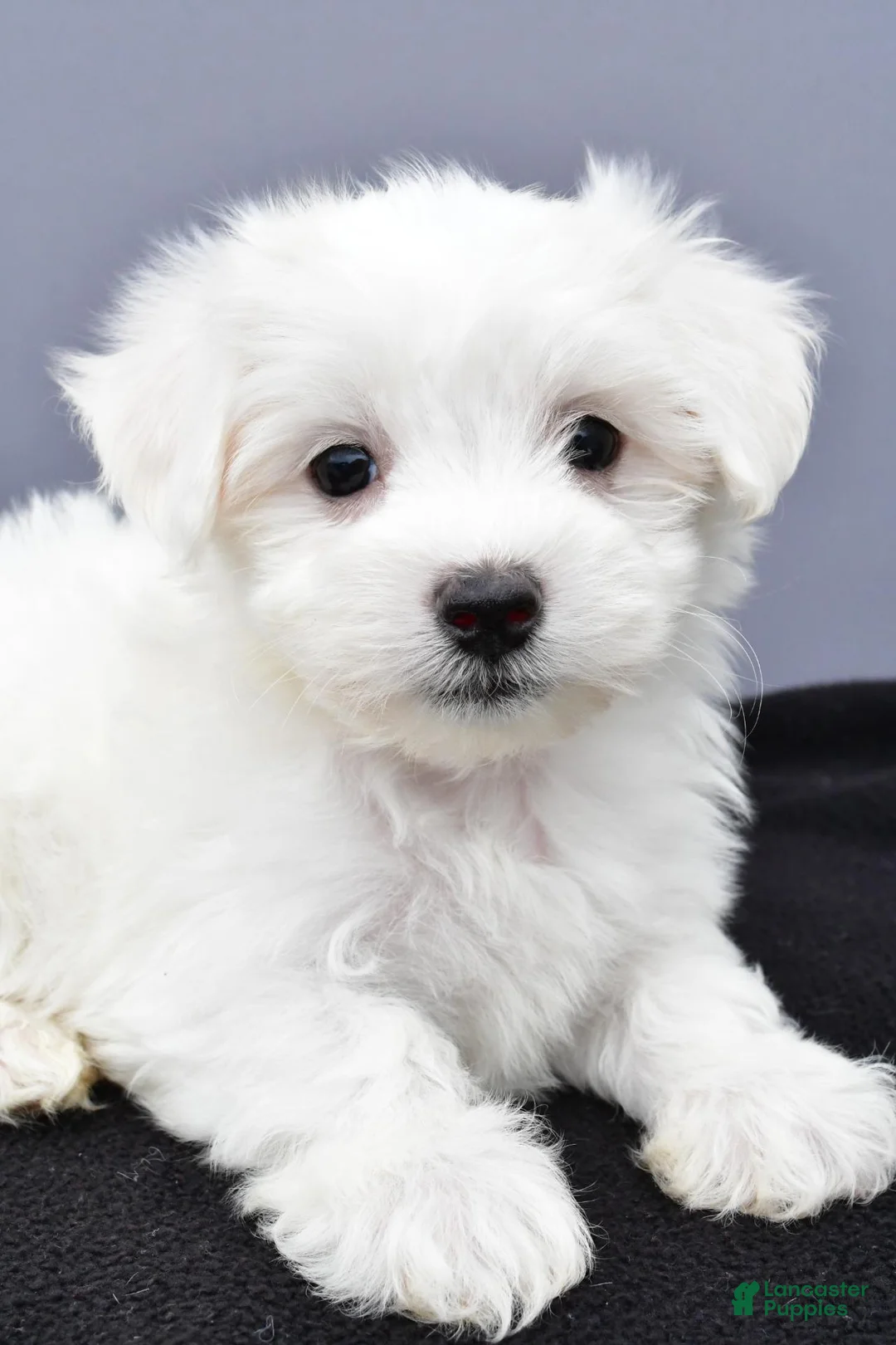 Maltese dogs for sale: Charlie - Ad 11