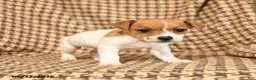 Jack Russell Terrier dogs for sale: Rascal - Ad 2