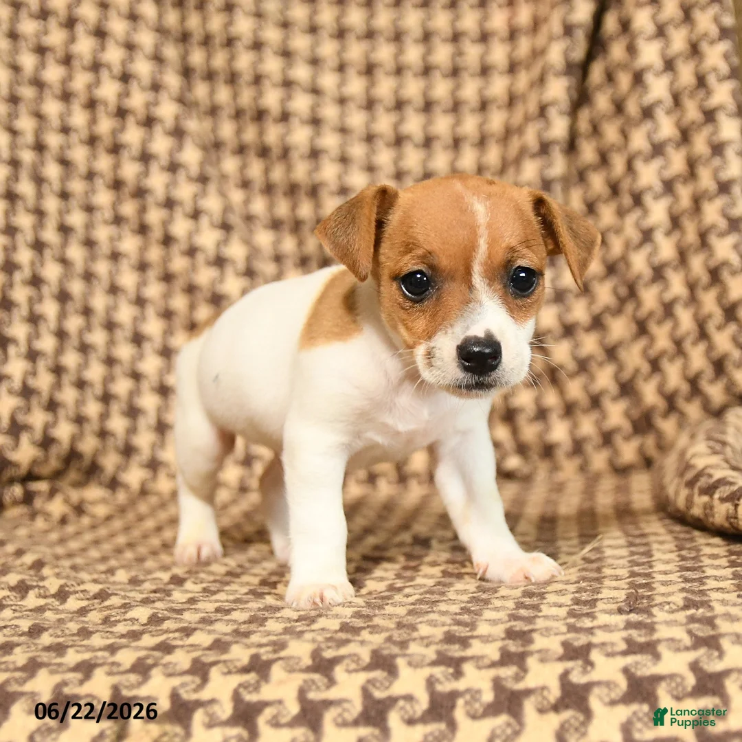 Jack Russell Terrier dogs for sale: Rascal - Ad 2