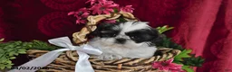 Shih Tzu dogs for sale: Arial - Ad 1