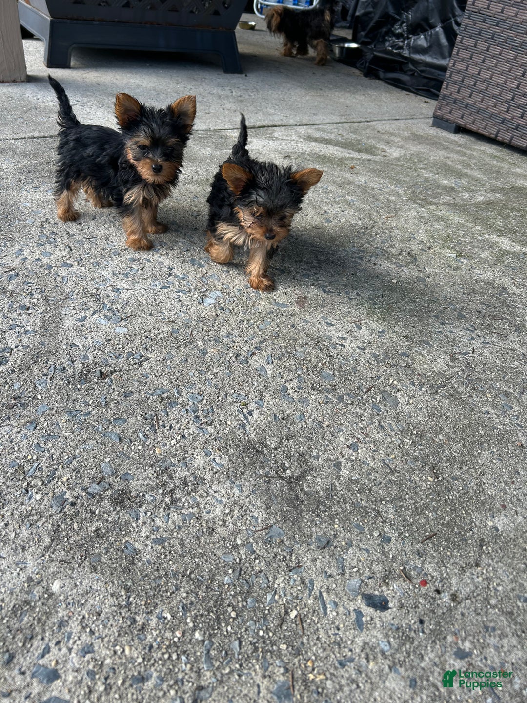 Yorkshire Terrier dogs for sale: Leonardo - Ad 5