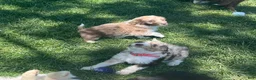 Aussiedoodle dogs for sale: Latigo  - Ad 7