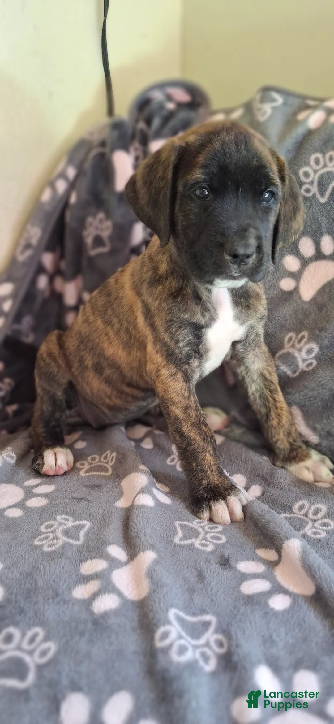 English Mastiff dogs for sale: Truffle - Brindle English Mastiff Puppy - Ad 1