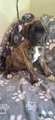 Truffle - Brindle English Mastiff Puppy