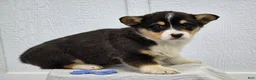 Welsh Corgi Pembroke dogs for sale:  Rex - Ad 4