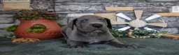 Great Dane dogs for sale: Explorer - Ad 3