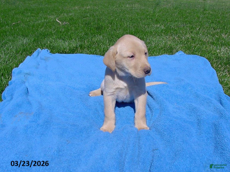 Labrador Retriever dogs Barney - Ad 1