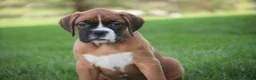 Boxer dogs for sale: Dahlia - Ad 4