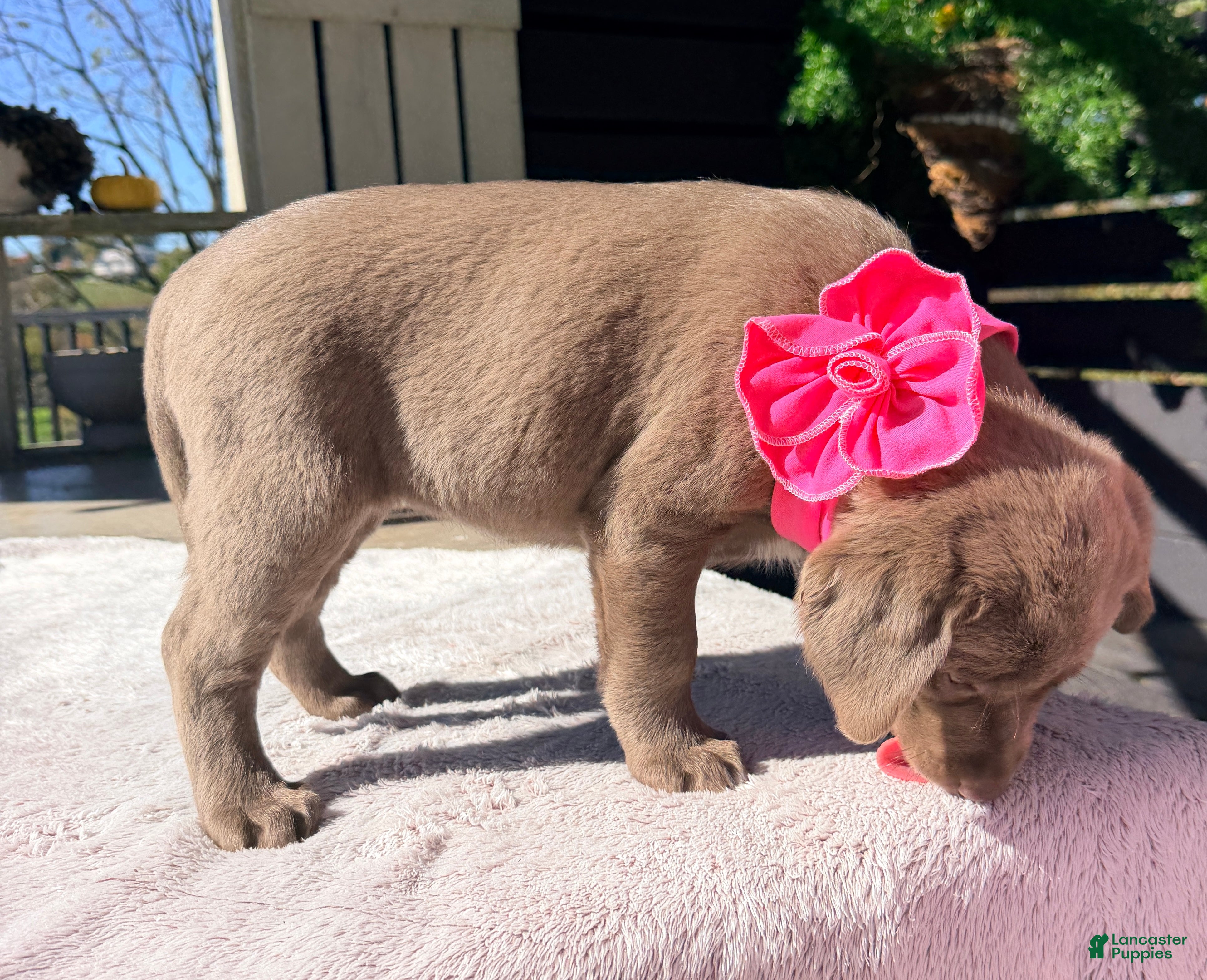 Labrador Retriever dogs for sale: Stella - Ad 2