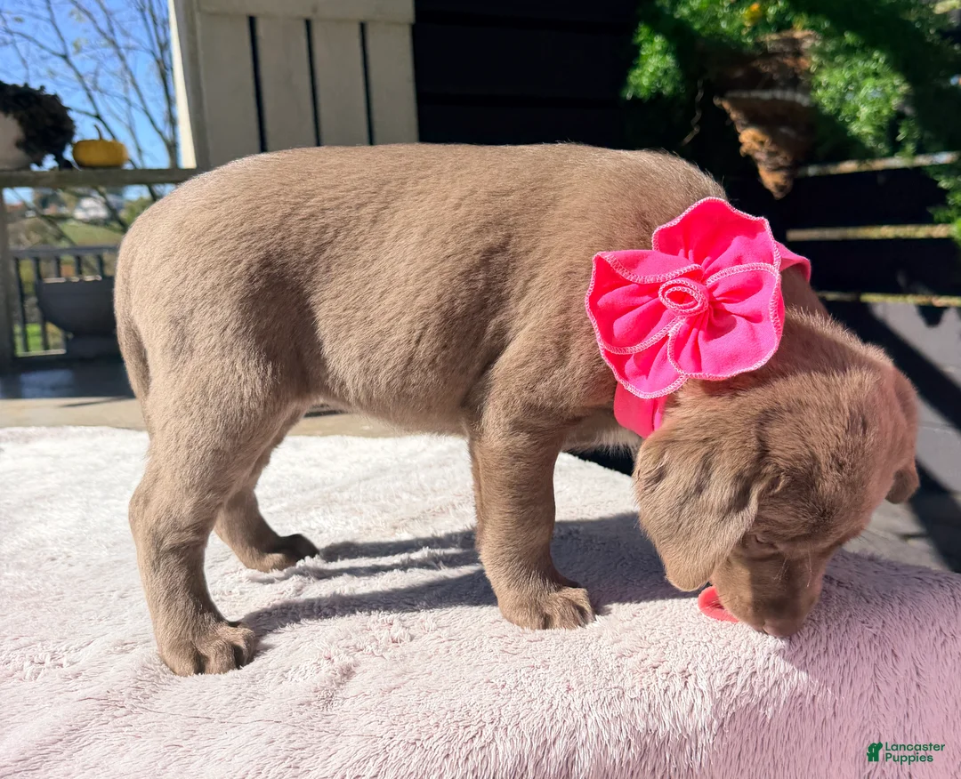 Labrador Retriever dogs for sale: Stella - Ad 2
