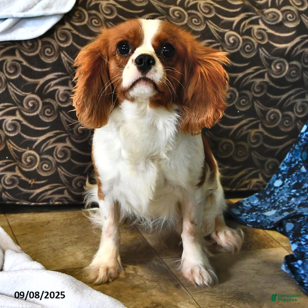 Cavapoo dogs for sale: Pumpkin - Ad 7