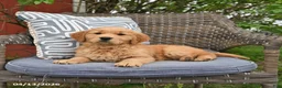 Golden Retriever dogs for sale: Marie   - Ad 5