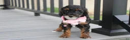 Miniature Poodle dogs for sale: Athena  - Ad 12