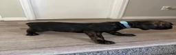 Cane Corso dogs for sale: Cane Corso 11 - Ad 4