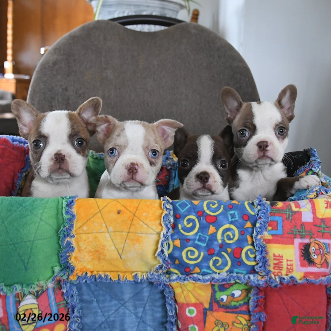 Boston Terrier dogs for sale: Queen Bee - Ad 5
