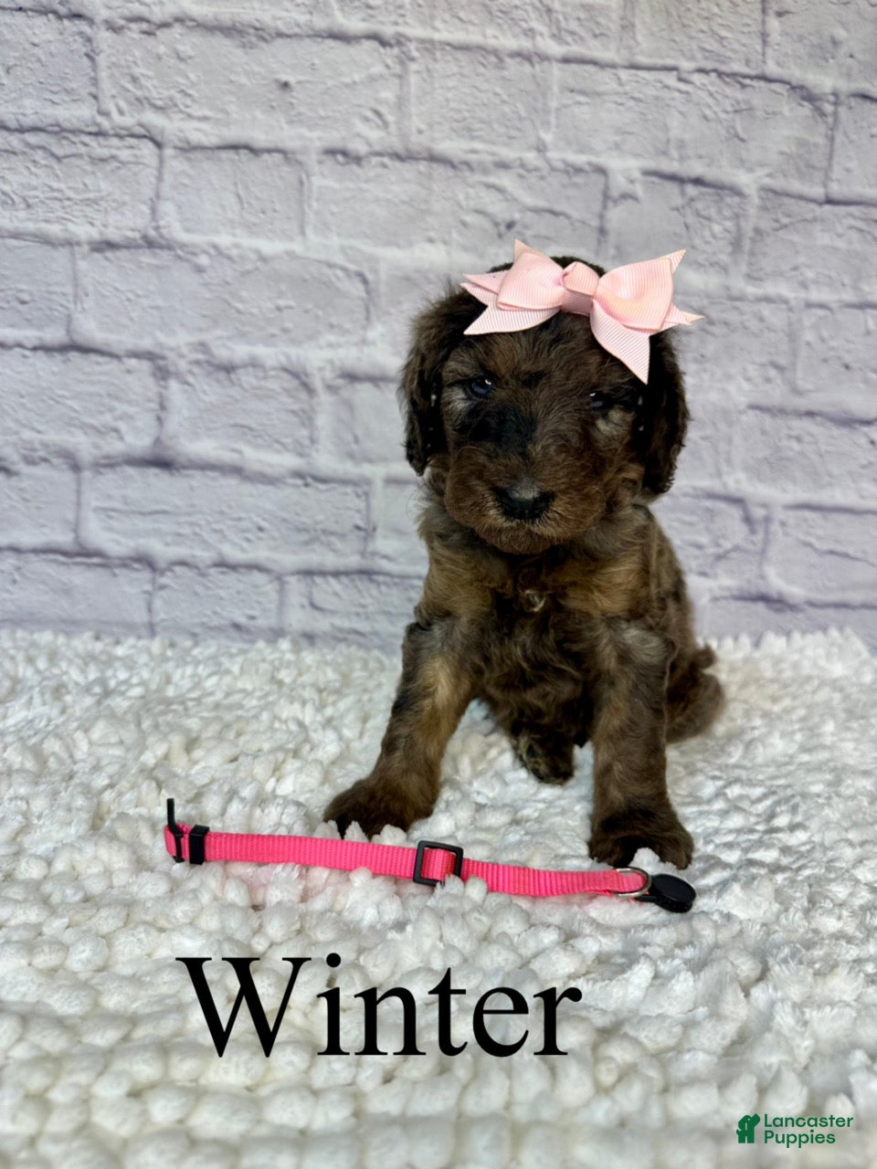 Goldendoodle dogs Winter- Standard F1B - Ad 2