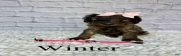 Goldendoodle dogs for sale: Winter- Standard F1B - Ad 2