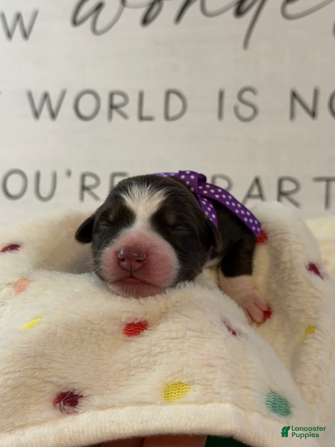 Australian Shepherd dogs for sale: Australian Shepherd Puppy 6 - Ad 2