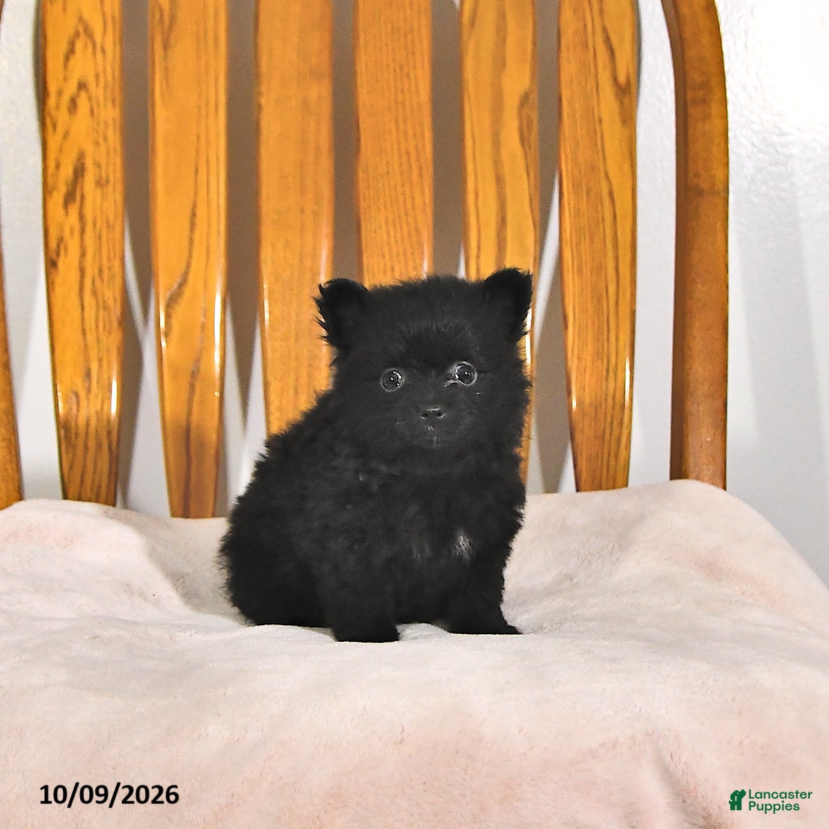 Rosie (Pomeranian, Female) in Howe, IN