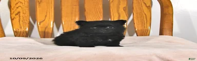Rosie
