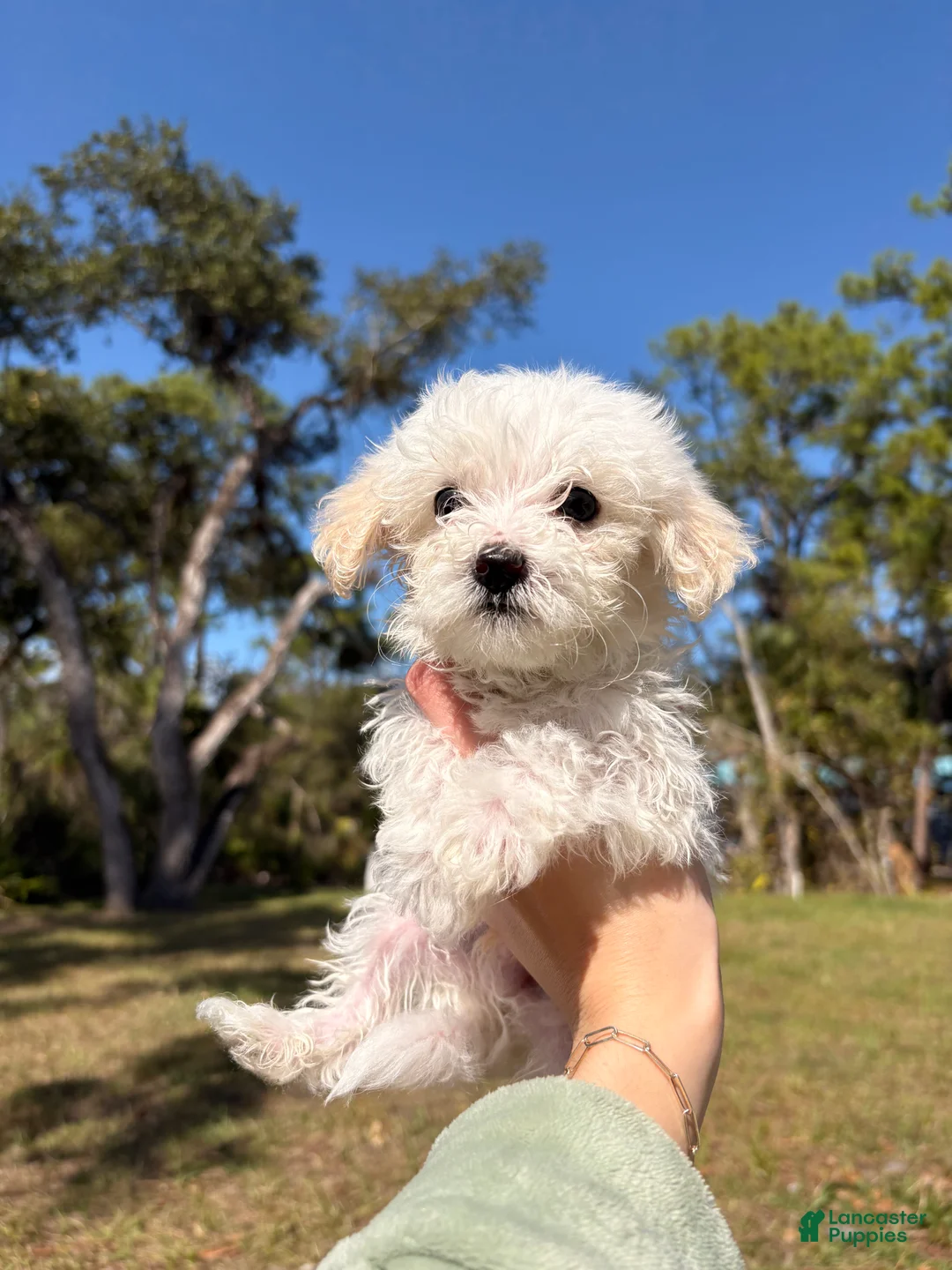Maltipoo dogs for sale: Balto - Ad 3