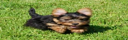 Yorkshire Terrier dogs for sale: Toby - Ad 6