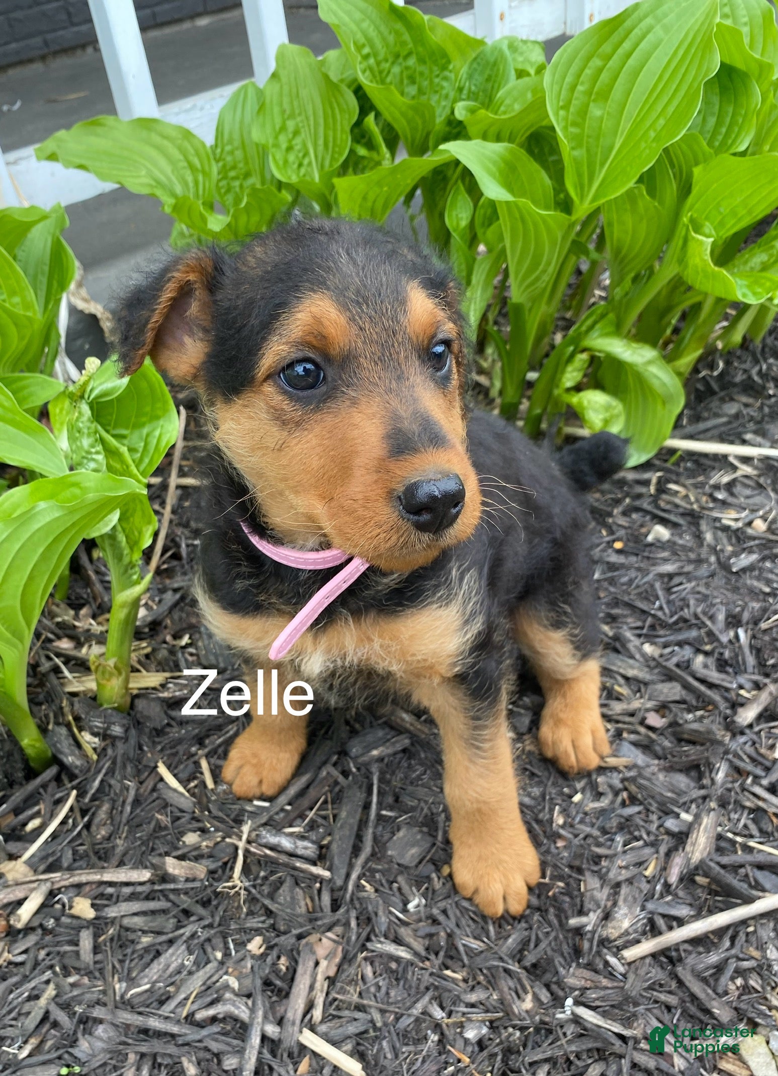 Airedale Terrier dogs Airedale Terrier Puppy 2 - Ad 2