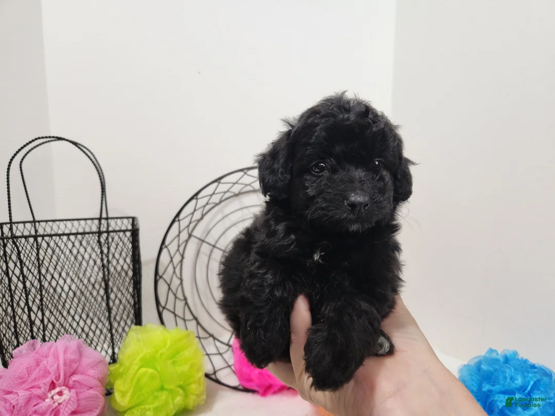 Mini Aussiedoodle dogs for sale: Mini Aussiedoodle Willow - Ad 2